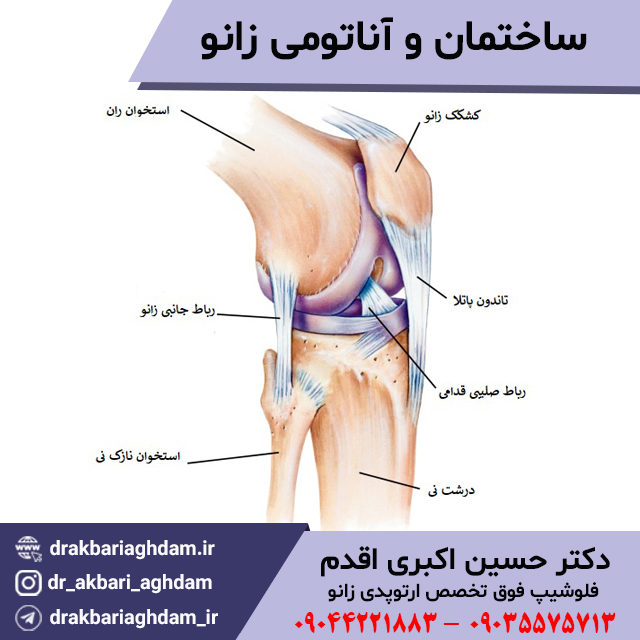 ساختمان-و-آناتومی-زانو